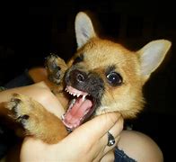 Image result for Cutest Dogs