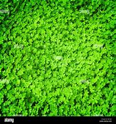 Image result for Green Clover Background