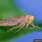 Image result for Sugar Beet Leafhopper