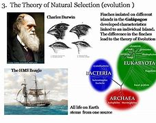 Image result for Darwin 4