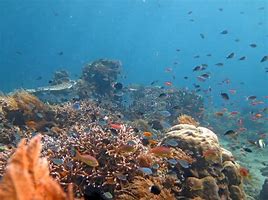 Image result for Alive Coral Reef