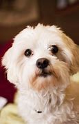 Image result for Bichon Maltese