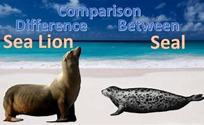 Image result for Seal or Sea Lion