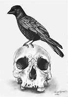 Image result for Raven Art Drawing