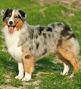 Image result for Aussie Shep