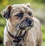 Image result for Terrier Dog Breeds List