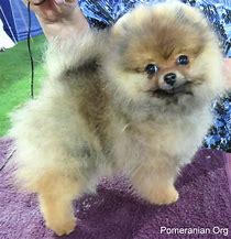 Image result for Pomeranian Puppy Growth Chart