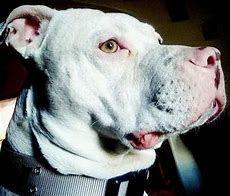 Image result for Albino Pitbull