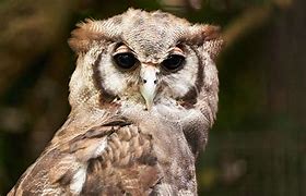 Image result for Ontario Birds of Prey