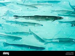 Image result for Trout Swimming