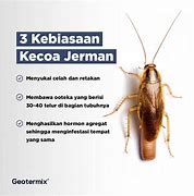 Image result for Kecoa Jerman