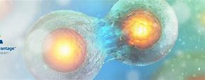 Image result for Saving Stem Cells