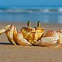 Image result for Blue Crab in Container