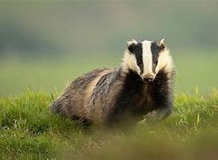 Image result for Badger Claws