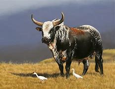 Image result for Nguni Bull Pictures