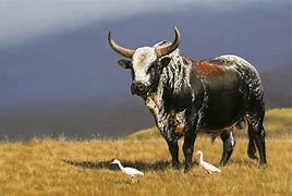 Image result for Nguni Velle