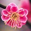 Image result for Fun Flowers Pink