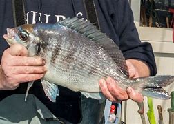 Image result for Black Sea Bream