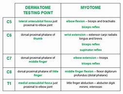 Image result for Upper Extremity Innervation Chart