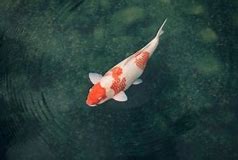 Image result for Facts About Koi Fish