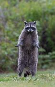 Image result for Wild Raccoon