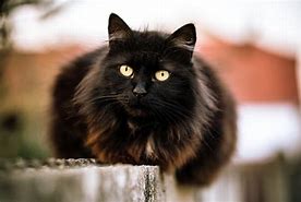 Image result for Black Hooded Cat Animal