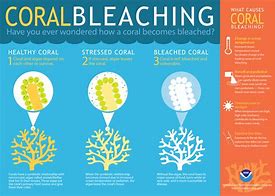 Image result for Coral Bleaching Graph