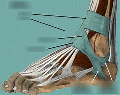 Image result for Lateral Ankle Retinaculum