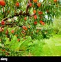 Image result for French Peach Orchard