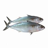 Image result for Indian Mackerel Fishing