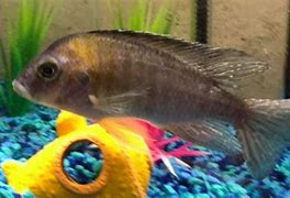 Image result for Fish TB