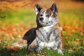 Image result for Brindle Akita