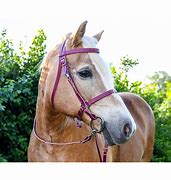 Image result for Horse Bit