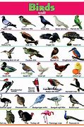 Image result for Birds for Kids