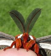 Image result for Male Moth Antennae