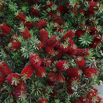 Image result for Dwarf Bottlebrush Shrubs Plants