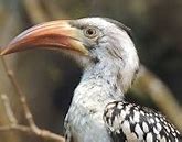 Image result for Red-billed Hornbill