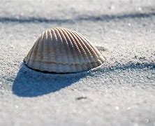 Image result for Shell Puns