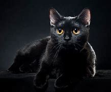 Image result for Black Cat Breeds