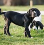 Image result for 5 Month Old Great Dane Puppy