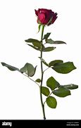 Image result for White Rose with Sage Background