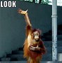 Image result for Funny Monkey Love