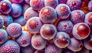 Image result for Grape Seed Oil Under Microscope