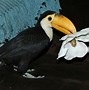 Image result for Smallest Toucan Species