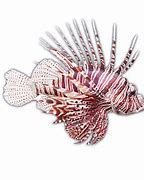 Image result for Lionfish and Scorpion Fish