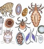 Image result for Drawing of a Parasite