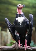 Image result for Long Neck Vulture