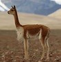 Image result for Llama and Alpaca