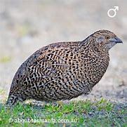 Image result for Brown Quail