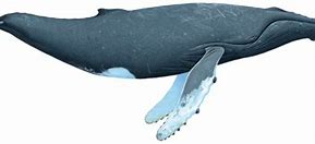 Image result for Humpback Whale